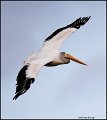 _1SB6474 american white pelican